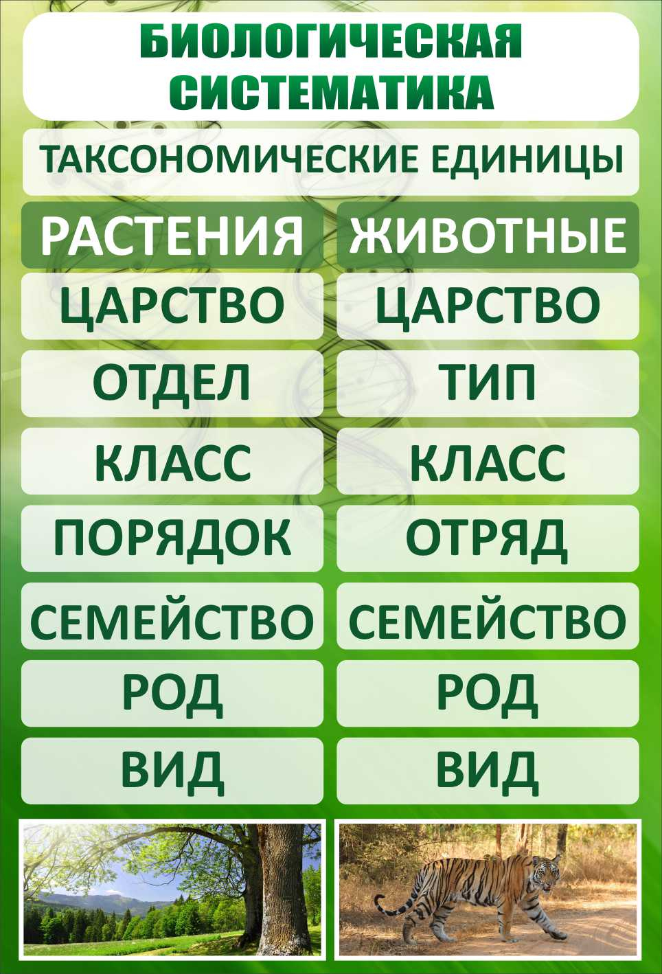 Стенд Биологическая систематика купить в Чебоксарах заказать изготовление